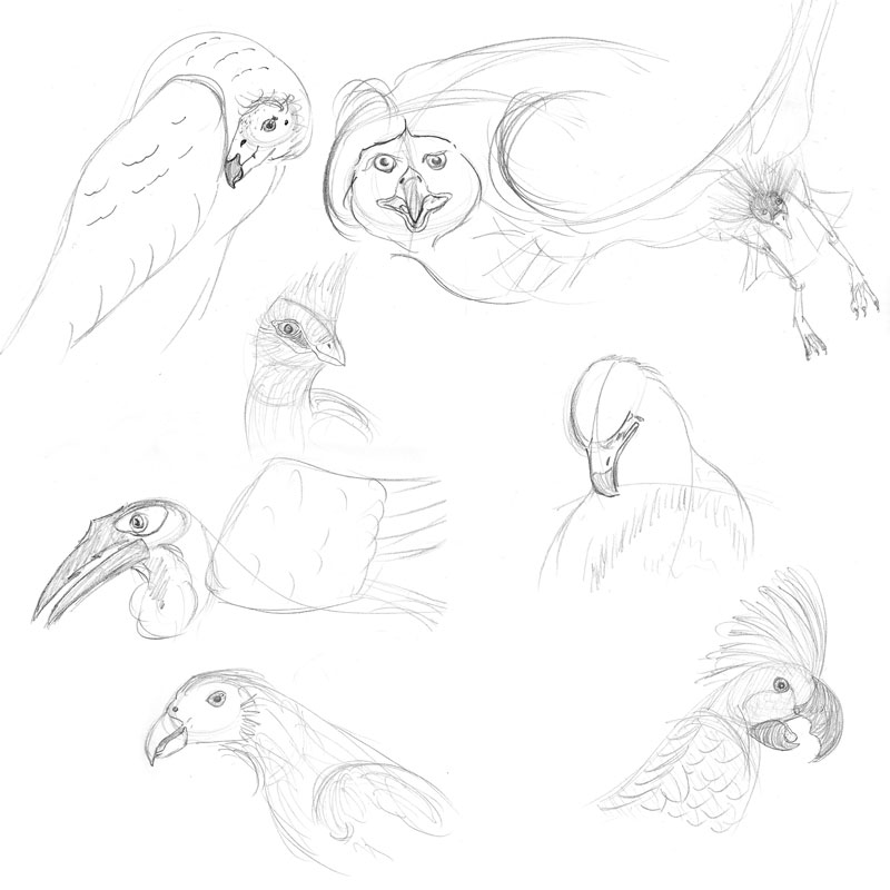 Bird Sketches