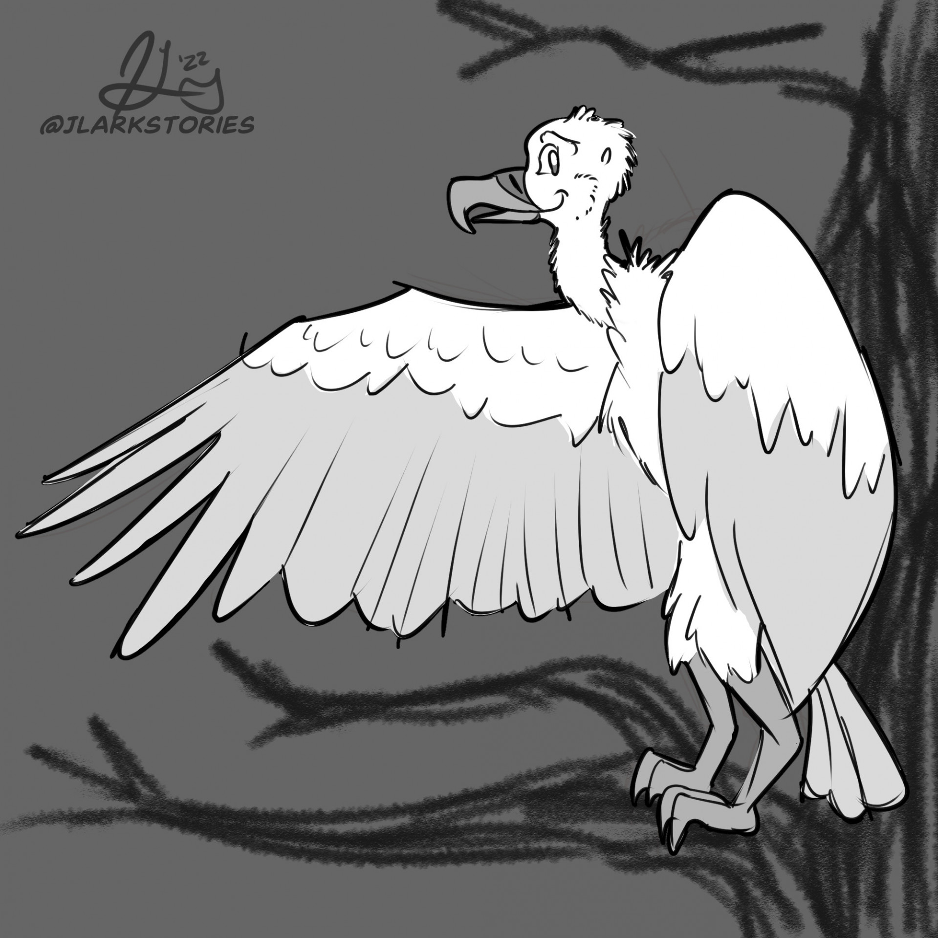 Cape Vulture Sketch
