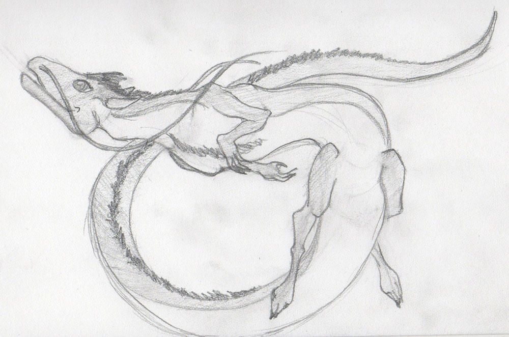 Eastern Dragon Sketch