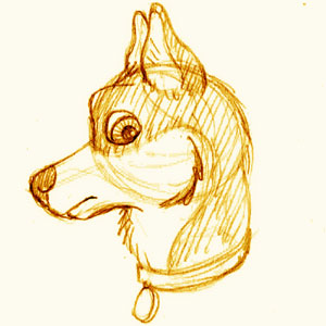 Husky Head Sketch