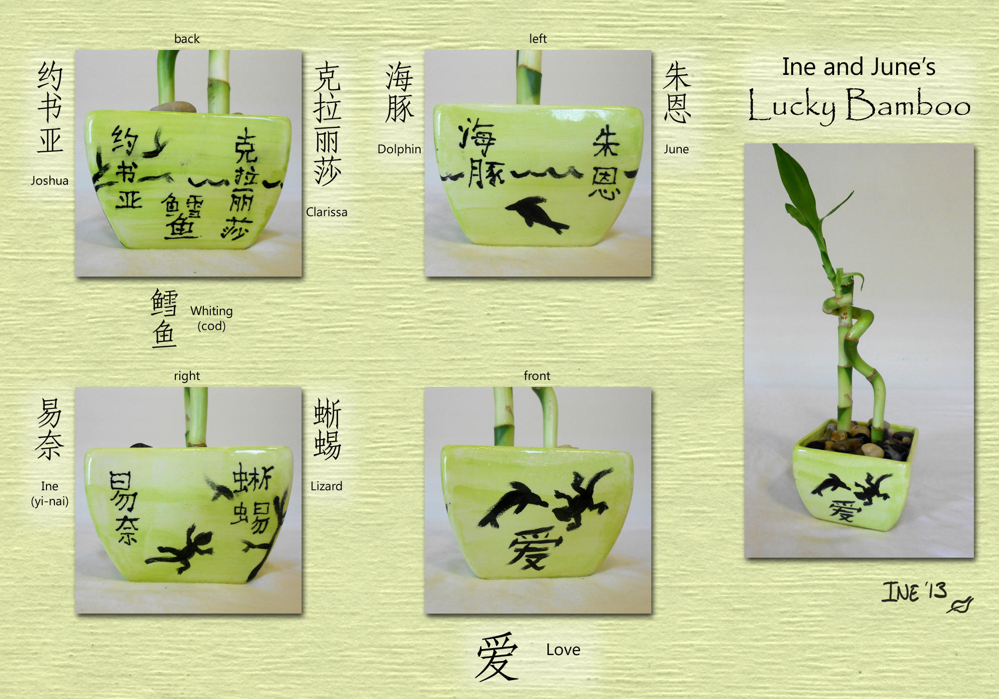 Lucky Bamboo
