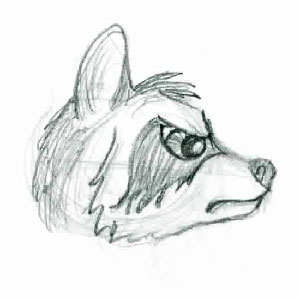 Racoon Head